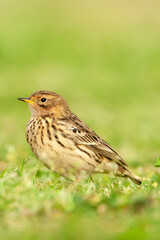 Fototapeta premium Roodkeelpieper, Red-throated Pipit, Anthus cervinus