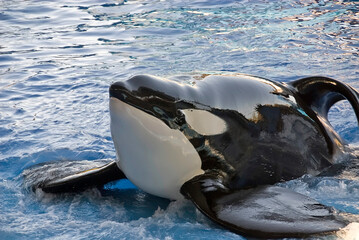 The orca is stranded in the border of the pool waiting for the instructions of her trainer during the show.  © nicolas