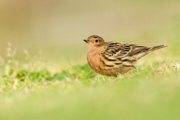 Roodkeelpieper, Red-throated Pipit, Anthus cervinus