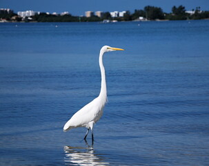Strand am Golf von Mexico, Sarasota, Florida