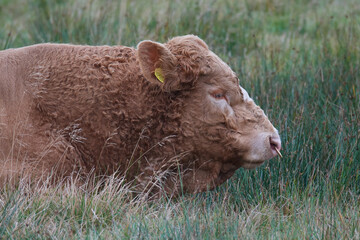 Fototapeta premium Uckermärker Rinder auf der Weide ( Bulle ) 