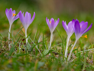 Group of purple crocus flowers