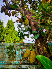 jack fruit organic many hanging in tree