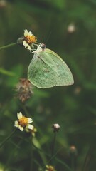 butterfly on a flower