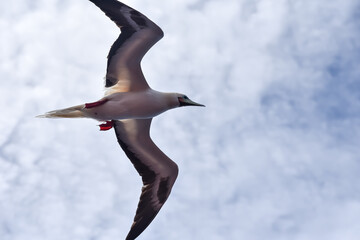 Seabird Masked, Blue-faced Booby (Sula dactylatra) flying over the blue and calm ocean. Seabird is hunting for flying fish jumping out of the water.