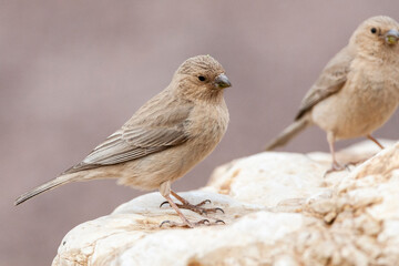 Sinairoodmus, Sinai Rosefinch, Carpodacus synoicus