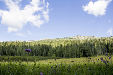 field of flowers