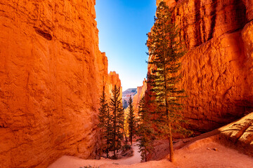 Pine trees grow in a narrow canyon with red, sandstone walls along the Navajo Loop Train in Bryce National Park, Utah
