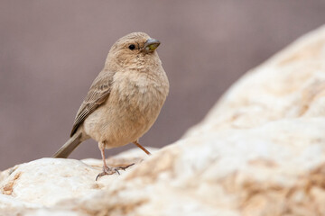 Sinairoodmus, Sinai Rosefinch, Carpodacus synoicus