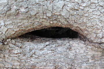 O olhar da Árvore