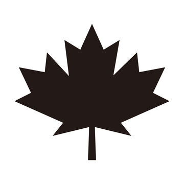 Maple leaf vector icon. Maple leaf vector illustration. Canada vector symbol
