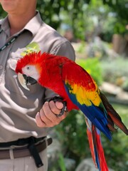 A large parrot, an exotic bird of bright colors, sits on the hand of a zookeeper.