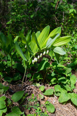 Echtes Salomonssiegel, Polygonatum odoratum