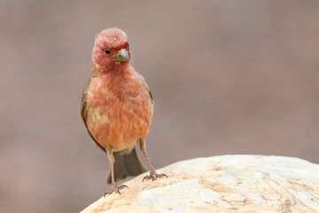 Sinairoodmus, Sinai Rosefinch, Carpodacus synoicus