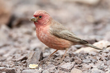 Sinairoodmus, Sinai Rosefinch, Carpodacus synoicus