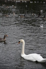 swan on the lake