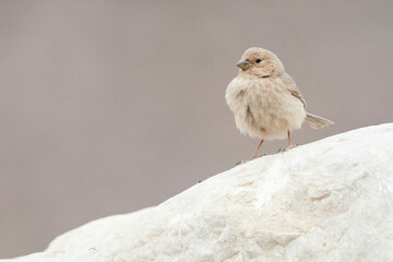 Sinairoodmus, Sinai Rosefinch, Carpodacus synoicus
