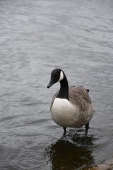 country goose swimming