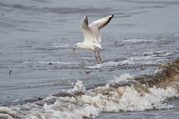 Lachmöwe im Herbst an der Ostsee	