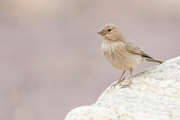 Sinairoodmus, Sinai Rosefinch, Carpodacus synoicus