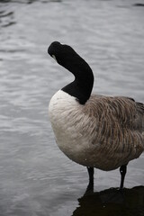 country goose swimming