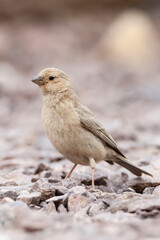 Sinairoodmus, Sinai Rosefinch, Carpodacus synoicus