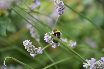 bee on a flower