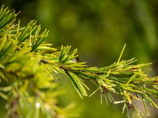 branche de pin