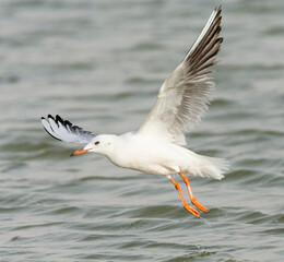 Dunbekmeeuw, Slender-billed Gull, Chroicocephalus genei