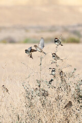 Spaanse Mus, Spanish Sparrow, Passer hispaniolensis
