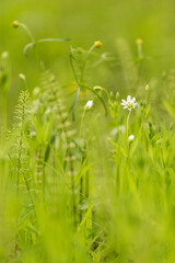 Abstract nature green yellow blurred background. Spring summer meadow grass, little white flowers with bud and plants with beautiful bokeh