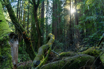 Fallen trees in Muir Woods, California