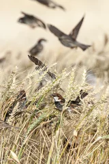 Fotobehang Spaanse Mus, Spanish Sparrow, Passer hispaniolensis © AGAMI