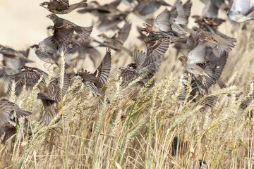 Spaanse Mus, Spanish Sparrow, Passer hispaniolensis