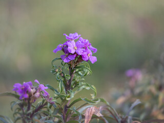 Fototapeta premium Brassicaceae2