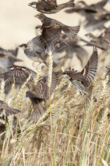 Spaanse Mus, Spanish Sparrow, Passer hispaniolensis