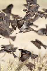 Spaanse Mus, Spanish Sparrow, Passer hispaniolensis