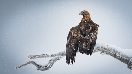 Golden eagle sitting on a brach in snow in Dalen in Telemark with negative space