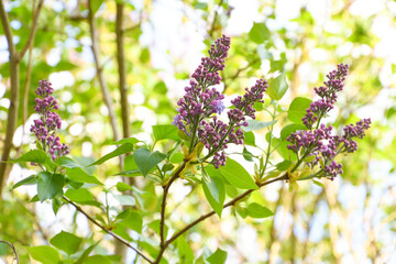 Syringa vulgaris, lilac flowers blooming in the garden