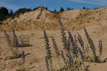 Sand quarries in the village of Sychevo, Volokolamsk district, Moscow region