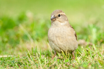 Spaanse Mus, Spanish Sparrow, Passer hispaniolensis