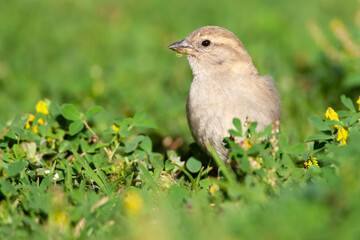 Spaanse Mus, Spanish Sparrow, Passer hispaniolensis
