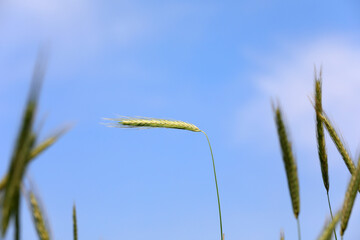 High quality forage - oat forage, North China