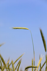High quality forage - oat forage, North China