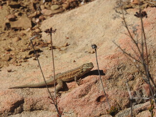 A common side-blotched lizard, climbing on a red granite boulder, Sespe Wilderness, Los Padres National Forest, California.