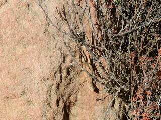 A common side-blotched lizard, climbing on a red granite boulder, Sespe Wilderness, Los Padres National Forest, California.