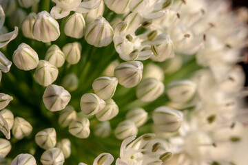 Fototapeta premium Close up photo of beautiful onion flower