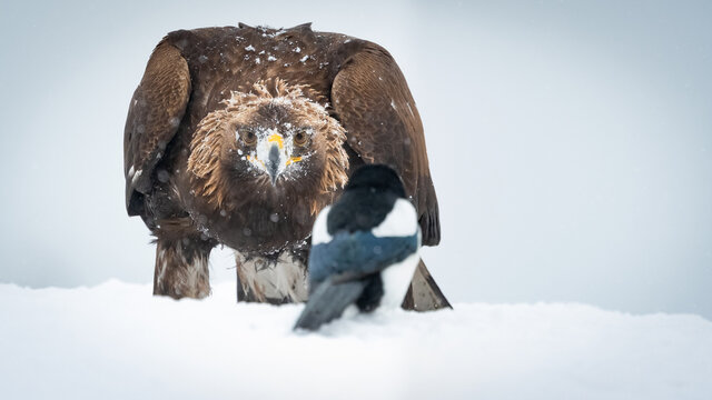Golden eagle (Aquila chrysaetos) sitting in the snow looking at a magpie (Pica pica) in Dalen in Telemark with negative space