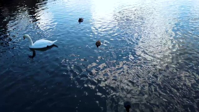Cygne et canards sur eau ondulante