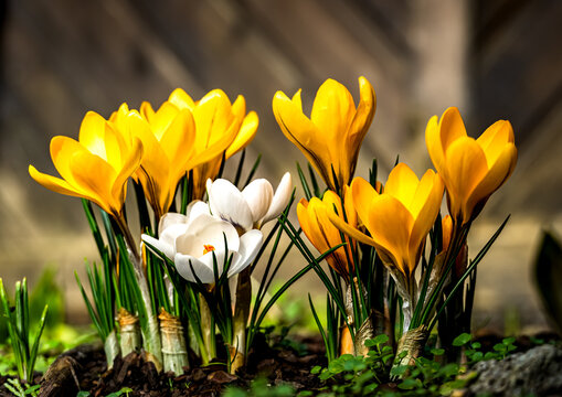 yellow crocus flowers